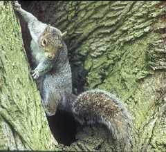 grey squirrel in tree looking down wikapedia cute