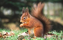 cute red squirrel eating next to pine cone Scotland